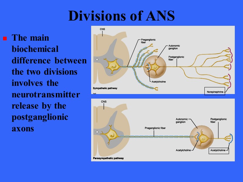 Divisions of ANS The main biochemical difference between the two divisions involves the neurotransmitter